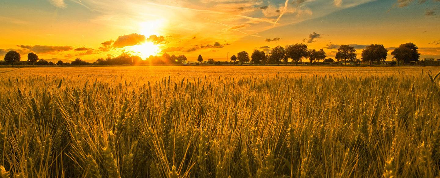 現代農業的發展離不開智庫