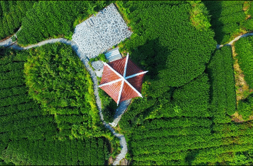 吉首市馬頸坳鎮隘口村是“湘西黃金茶第一村”，被譽為“全國茶旅融合十條精品線路”上的明珠。.gif