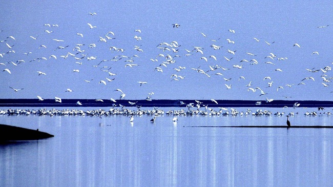 觀鳥.jpg 觀鳥.jpg