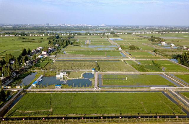 洞庭湖區(qū)稻漁綜合種植基地.jpeg 洞庭湖區(qū)稻漁綜合種植基地.jpeg
